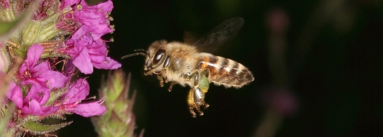 Honigbiene im Anflug auf Blutweiderich